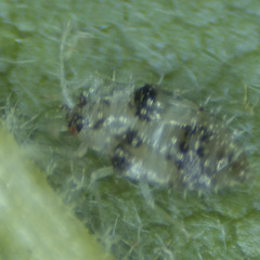 Corythucha confraterna