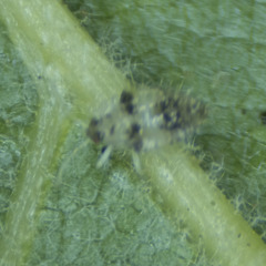 Corythucha confraterna