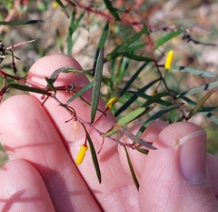 Persoonia nutans