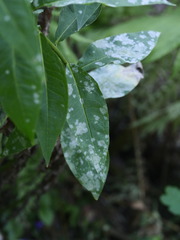 Golovinomyces magnicellulatus