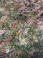 Persoonia nutans