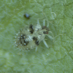 Corythucha confraterna