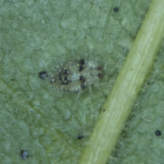 Corythucha confraterna