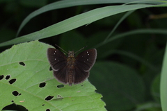 Piruna brunnea