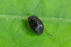 Strongylocoris leucocephalus