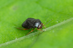 Strongylocoris leucocephalus