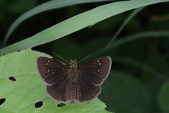 Piruna brunnea