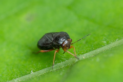 Strongylocoris leucocephalus