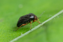 Strongylocoris leucocephalus