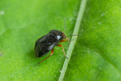 Strongylocoris leucocephalus