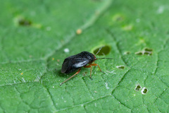Strongylocoris leucocephalus
