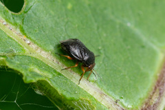 Strongylocoris leucocephalus