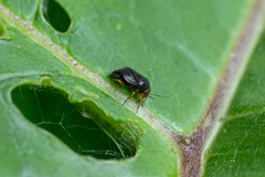 Strongylocoris leucocephalus