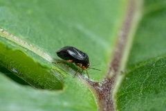 Strongylocoris leucocephalus