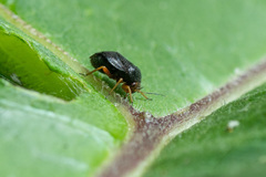 Strongylocoris leucocephalus