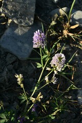 Medicago lessingii