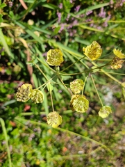 Bupleurum stellatum