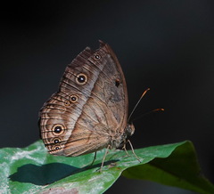 Mycalesis orseis