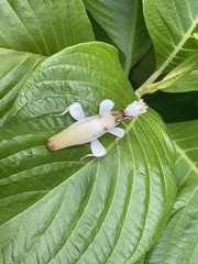 Hymenopus coronatus