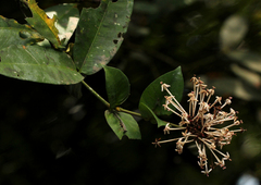 Ixora brachypoda