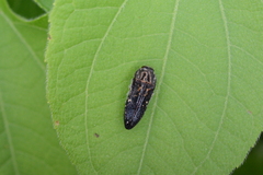 Acmaeodera impluviata