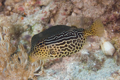 Reticulate Boxfish photo 3