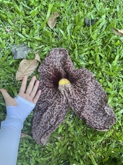 Aristolochia gigantea