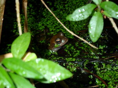 Rana temporaria