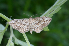 Scopula calotis