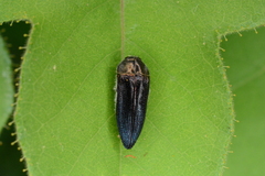 Acmaeodera impluviata