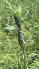 Epicauta erythrocephala