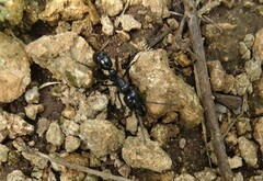 Plectroctena mandibularis