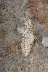 Scopula calotis