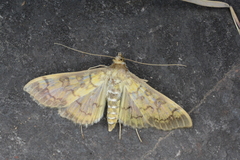 Mimorista subcostalis