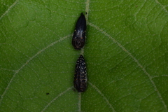 Acmaeodera impluviata