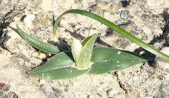Colchicum capense capense