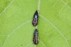 Acmaeodera impluviata