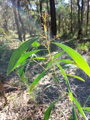 Acacia falcata
