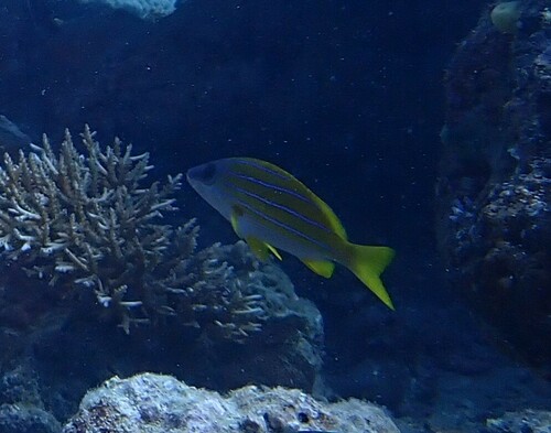 Bluestripe Snapper