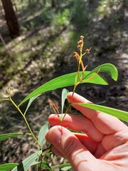 Acacia falcata