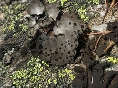 Umbilicaria crustulosa