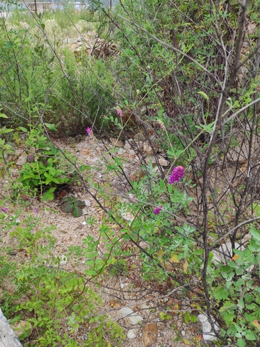 Image of Vicia amurensis by (c) Dmitrii Mostovoi, some rights reserved (CC BY)