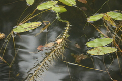 Hippuris vulgaris