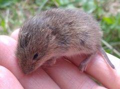 Micromys