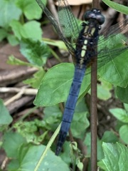 Orthetrum triangulare