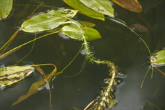 Hippuris vulgaris