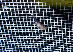 Anaesthetis testacea