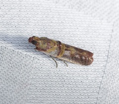 Hypargyria metalliferella