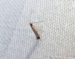 Melanocercops