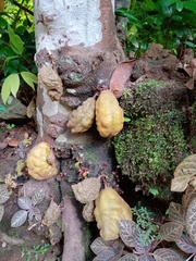 Cynometra cauliflora